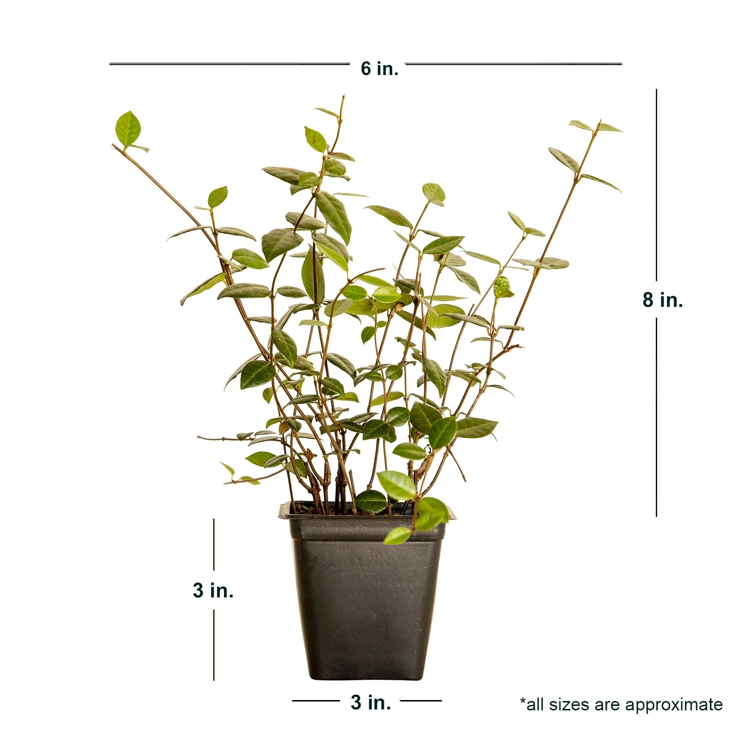 Expert Gardener Asiatic Jasmine - 54 Pack (3.25 In. Pots) Evergreen Groundcover Vine - Full Sun Live Outdoor Plant
