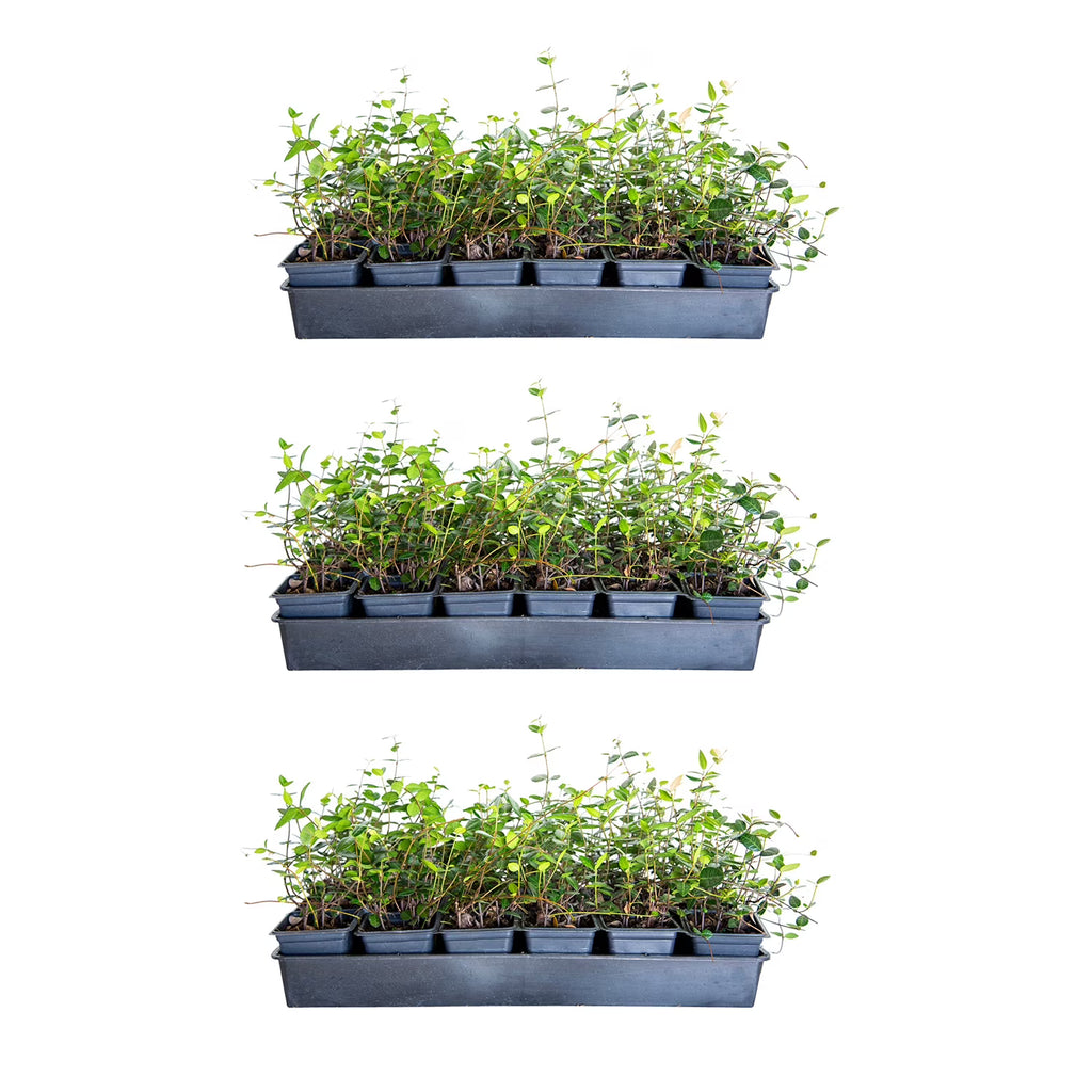 Expert Gardener Asiatic Jasmine - 54 Pack (3.25 In. Pots) Evergreen Groundcover Vine - Full Sun Live Outdoor Plant