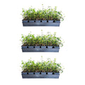 Expert Gardener Asiatic Jasmine - 54 Pack (3.25 In. Pots) Evergreen Groundcover Vine - Full Sun Live Outdoor Plant